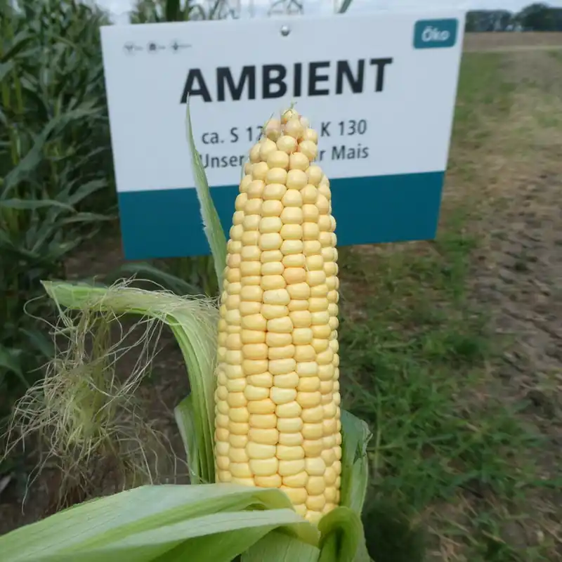 Letzte Chance Mais Ambient S120 / K130 Standard