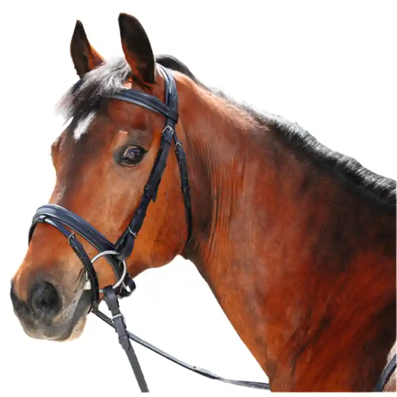 Granit Reithalfter für Pferdetyp Warmblut handgenäht inkl. Gurtzügel Sofort Bestellen