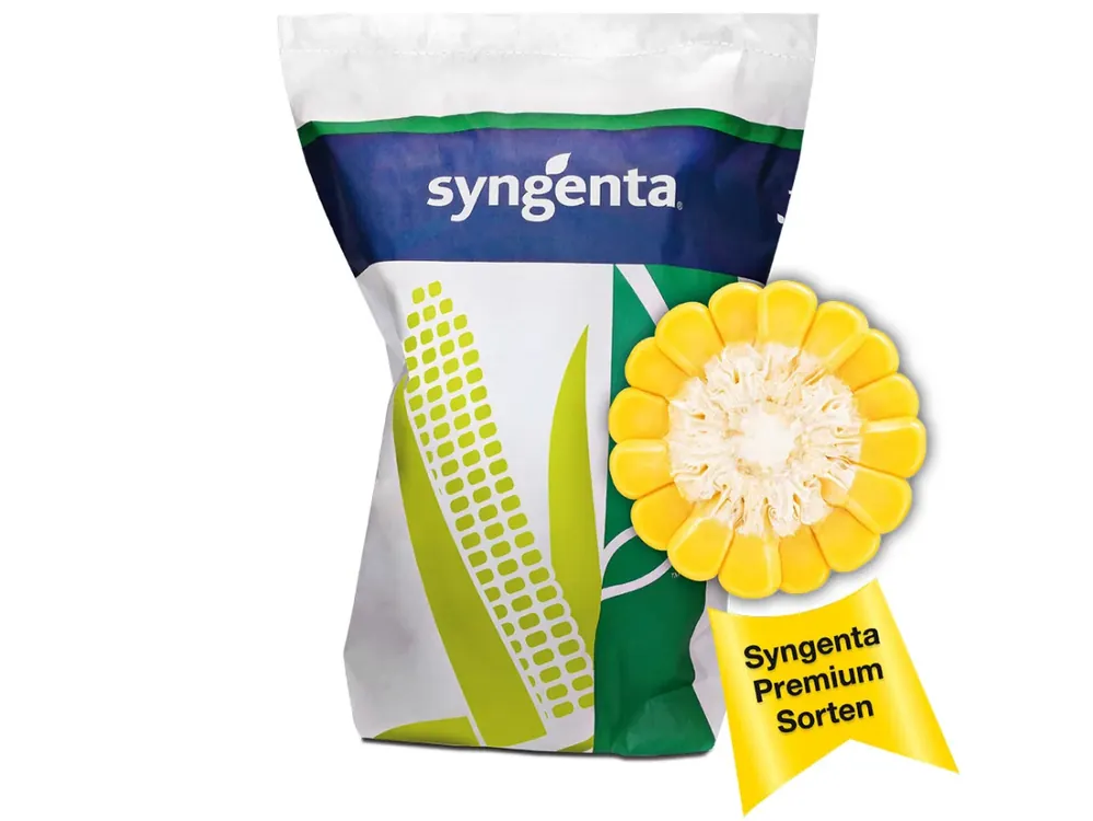 Mais-Saatgut Syngenta SY Remco ZS (S 250) Sonderangebot