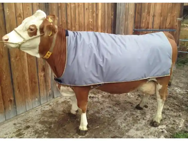 Versand Am Gleichen Tag Thermodecke für Kühe, 145 cm