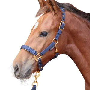 Fohlenhalfter "TopLine", navy Beliebt